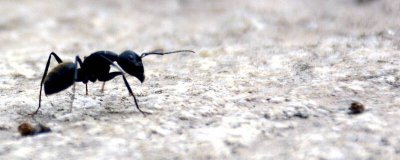 ​窗台蚂蚁较多怎么处理掉呢 怎样去除窗台上的蚂蚁