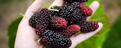 ​桑葚与桑果是一样吗? 桑葚与马桑果怎么区分