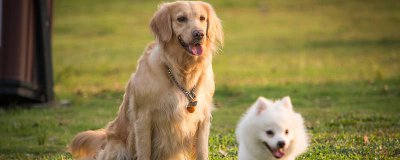 ​狗的寿命是多少 狗的寿命是多少天