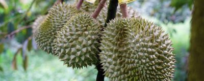 ​金枕榴莲熟没熟 金枕榴莲打开没熟还会熟吗