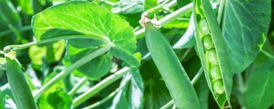 ​麦豆长出芽能吃吗 麦豌豆发芽了能吃吗