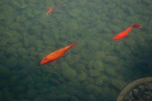 清明节为什么即是节日又是节气?这背后有什么来历?