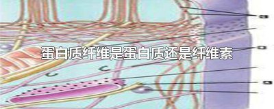 ​纤维蛋白原与纤维素的区别 纤维素和蛋白质纤维的区别