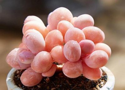 ​桃蛋会开花吗 开花的样子 图片