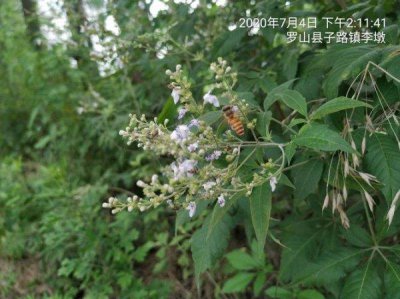 ​荆条蜜好吗 荆条蜜是什么花的蜜