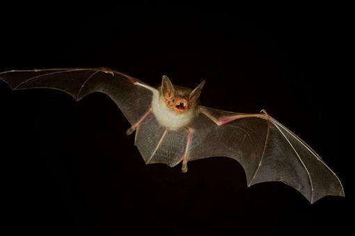蝙蝠在中西方的不同寓意