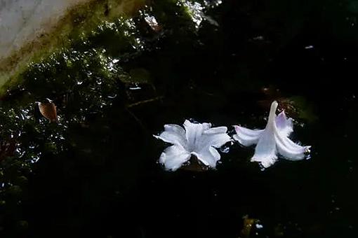 红藕香残玉簟秋中的玉簟是什么意思?