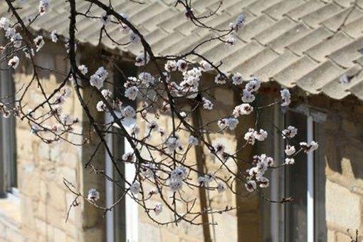 刘方平《春雪》全文及赏析