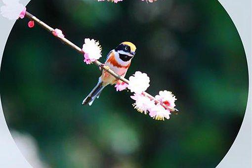 东风随春归,发我枝上花是什么意思是哪首诗(含上一句含全诗赏析)