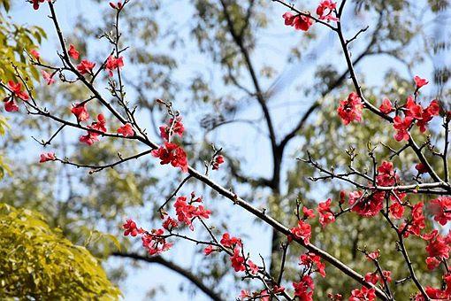 东风随春归,发我枝上花是什么意思是哪首诗(含上一句含全诗赏析)