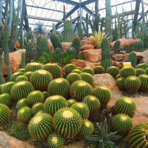 ​广州华南植物园（广州华南植物园门票多少钱）