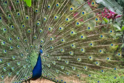 ​守护“飞羽精灵”，广州动物园启动防鸟撞改造行动