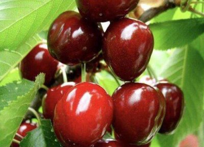 ​最好的樱桃苗是什么品种（市场上比较畅销的樱桃品种）