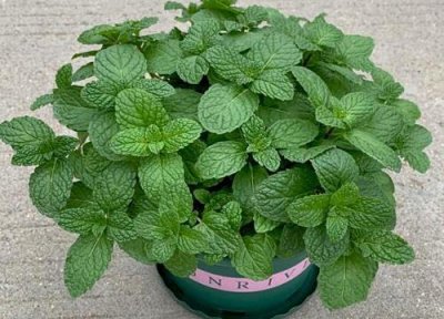 ​薄荷能晒太阳吗（薄荷的光照及养护要点）