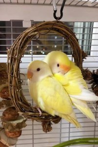 ​牡丹鹦鹉养一只活不久吗？原因是什么？