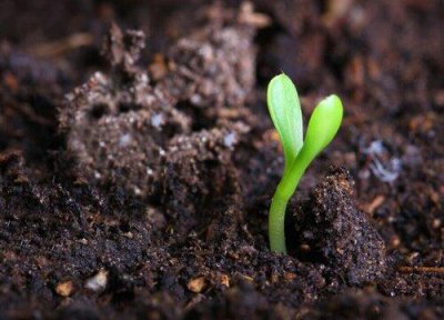 ​什么样的土壤是酸性土壤