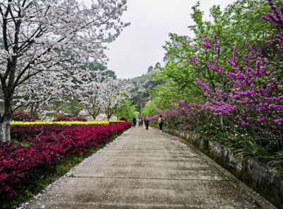 ​丹林樱花谷在哪里（赏樱花绝对不能错过的绝美樱花谷）