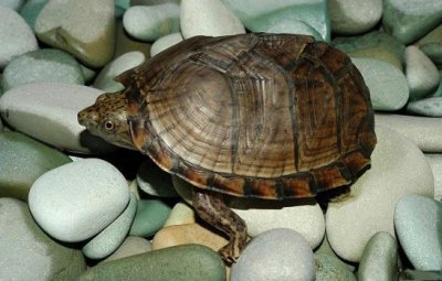 ​乌龟和鳖的区别