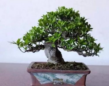 ​栀子花叶子发黄干枯怎么办