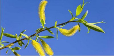 ​植物妈妈传播种子方法