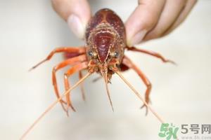 活虾怎么处理干净虾线？活虾怎么去虾线？