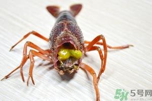 活虾怎么处理干净虾线？活虾怎么去虾线？