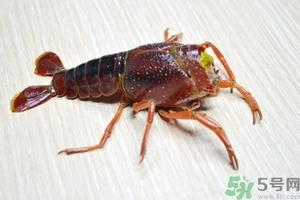 活虾怎么处理干净虾线？活虾怎么去虾线？