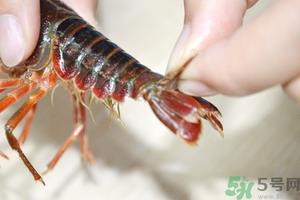 活虾怎么处理干净虾线？活虾怎么去虾线？