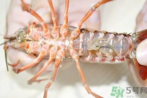 活虾怎么处理干净虾线？活虾怎么去虾线？