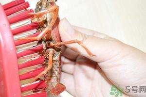 活虾怎么处理干净虾线？活虾怎么去虾线？