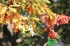 秋天换季病有哪些？秋天该如何保健养生呢？