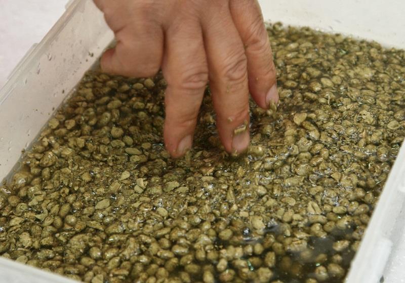 黑豆酱油的做法 在家也能自制