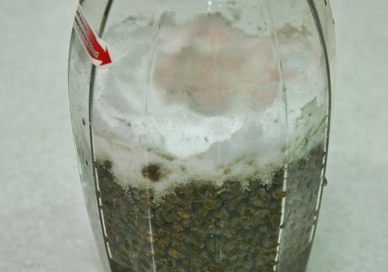 黑豆酱油的做法 在家也能自制