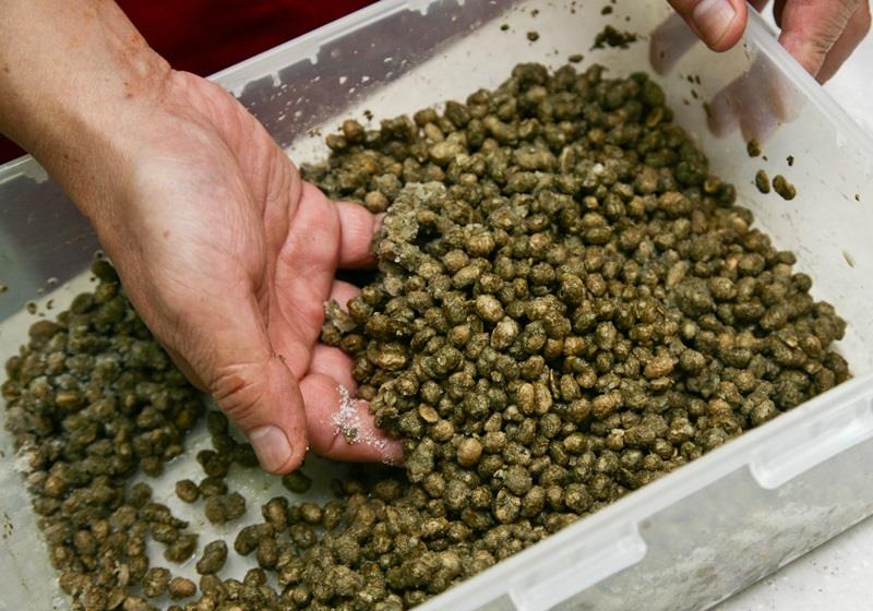 黑豆酱油的做法 在家也能自制