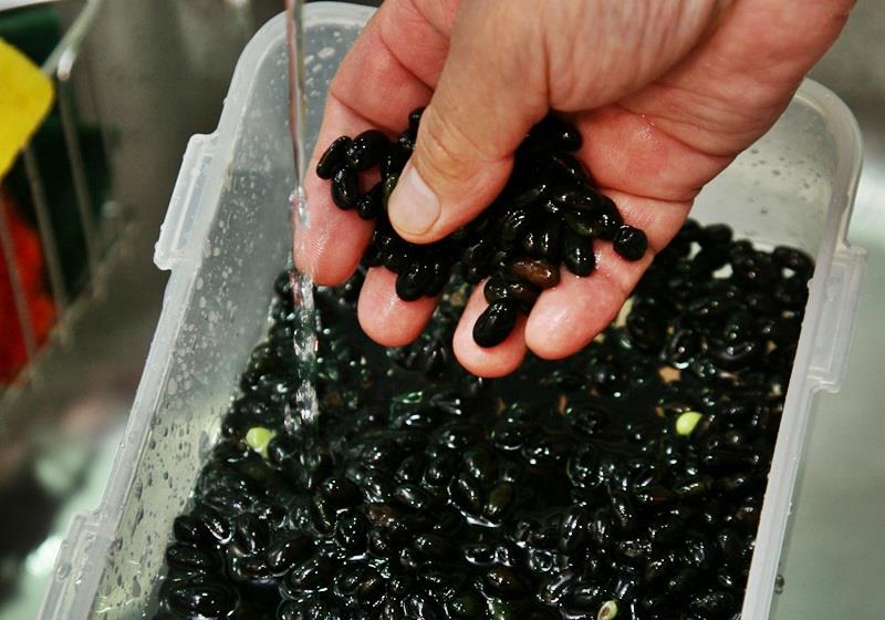 黑豆酱油的做法 在家也能自制