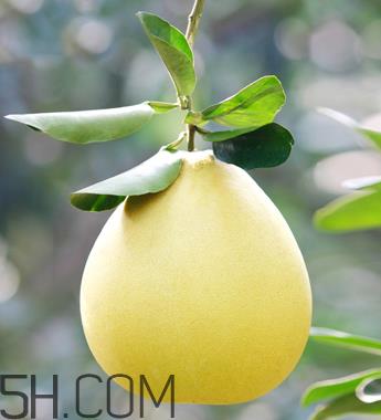 柚子不能和什么药物一起吃?柚子皮煮水的功效 柚子不能和什么药物一起吃?柚子皮煮水的功效