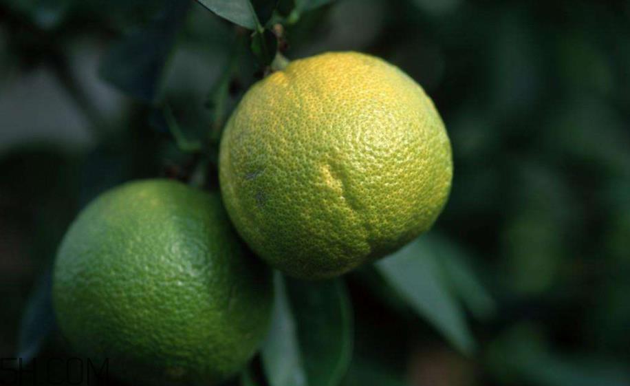 柚子不能和什么药物一起吃?柚子皮煮水的功效 柚子不能和什么药物一起吃?柚子皮煮水的功效