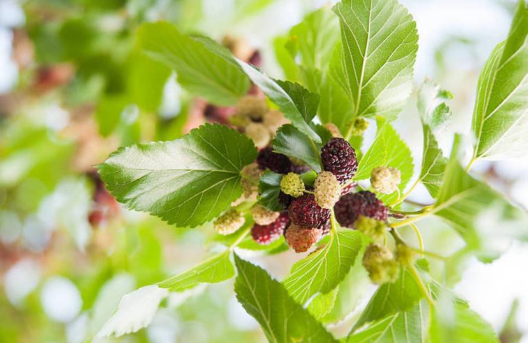 桑葚子有什么营养价值 桑葚子怎么清洗才干净