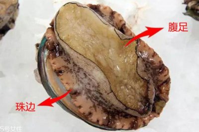 ​鲍鱼腹足是哪个部位 鲍鱼腹足图片
