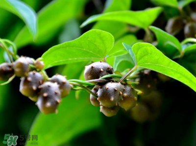 ​山药豆是怎么长出来的？山药豆是山药的种子吗？