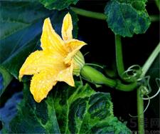 吃南瓜花有什么好处?南瓜花的功效与作用