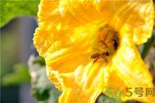 吃南瓜花有什么好处?南瓜花的功效与作用