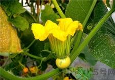 吃南瓜花有什么好处?南瓜花的功效与作用