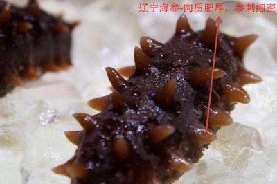 ​中国海参哪里最好 国内海参3大产区
