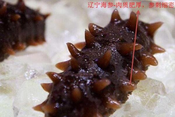 中国海参哪里最好 国内海参3大产区