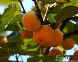 吃野柿子有什么好处？野柿子有什么药用价值？