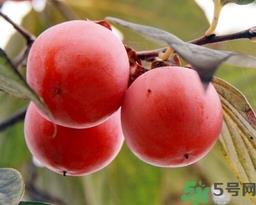 吃野柿子有什么好处？野柿子有什么药用价值？