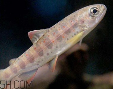 ​鲑鱼是三文鱼吗？鲑鱼的营养价值