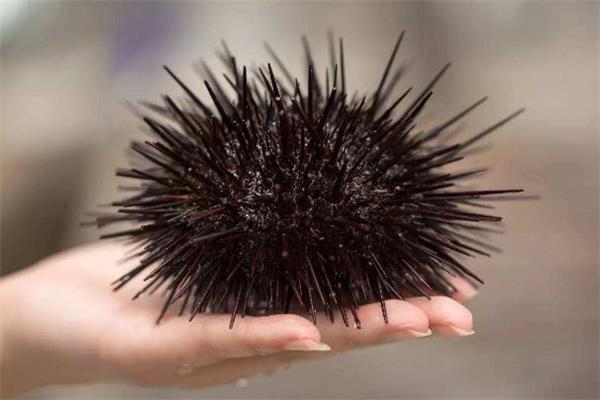 海胆刺身怎么吃 海胆可以直接吃吗