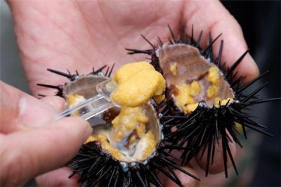 ​海胆刺身怎么吃 海胆可以直接吃吗